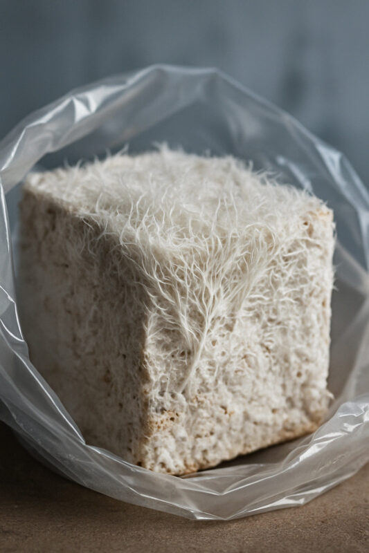 رشد طبیعی مایسلیوم برای تولید مصالح ساختهشده از قارچ